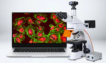 科學家研發新熒光顯微鏡，獲得熒光壽命圖像的新方法